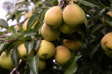 ripe pears in the garden