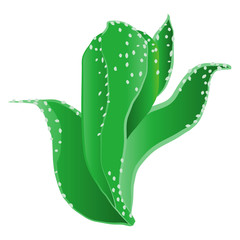 アイスプラント