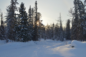 winter landscape with river and trees
