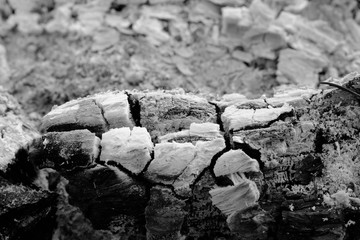 close up of The fire is gone Left ashes and stumps burn,Coals in an extinct fire.black and white...