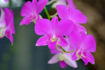 Close up of Deep Pink Phalaenopsis or Moth dendrobium Orchid flower.agriculture idea concept design with copy space add text.