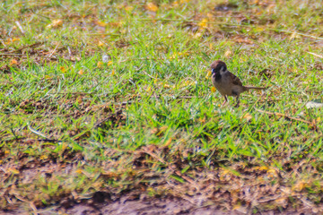 Eurasian Tree Sparrow bird is looking for food on grass field in the wetland, It is passerine bird in the sparrow family with a rich chestnut crown and nape, and a black patch on each pure white cheek