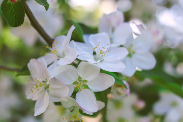Apple tree flowers on a tree in spring.