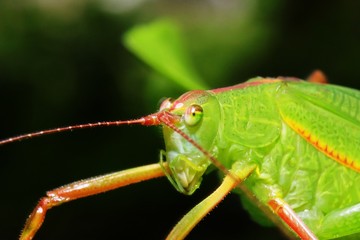 Closeup green grasshopper