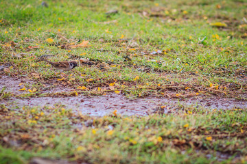 Eurasian Tree Sparrow bird is looking for food on grass field in the wetland, It is passerine bird in the sparrow family with a rich chestnut crown and nape, and a black patch on each pure white cheek