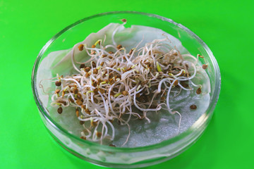 seedlings of eggplant seeds in a Petri dish.