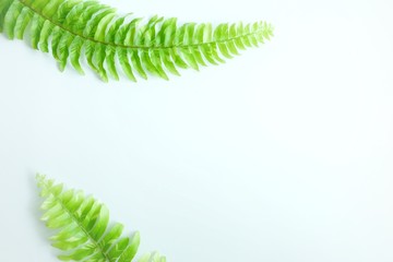 Tuber Sword Fern, Sword Fern. Green leave on white background. 