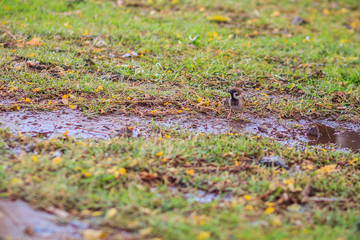 Eurasian Tree Sparrow bird is looking for food on grass field in the wetland, It is passerine bird in the sparrow family with a rich chestnut crown and nape, and a black patch on each pure white cheek