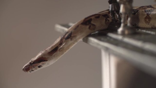 Snake head hanging from iron chess board. Super slow mo with red light