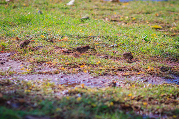 Eurasian Tree Sparrow bird is looking for food on grass field in the wetland, It is passerine bird in the sparrow family with a rich chestnut crown and nape, and a black patch on each pure white cheek