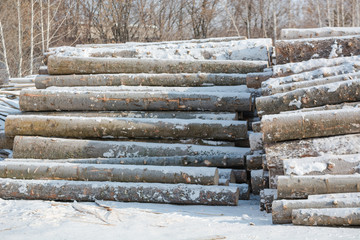 Cut trees in piles in winter. Many tree trunks lying. Treating trees.
