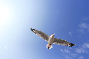 Single seagull flying in a blue sky