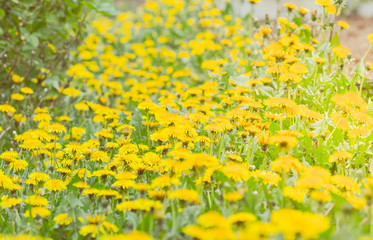 Yellow dandelions meadow background. Toned, Day time.