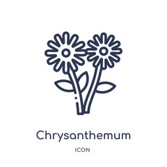 chrysanthemum icon from thanksgiving outline collection. Thin line chrysanthemum icon isolated on white background.