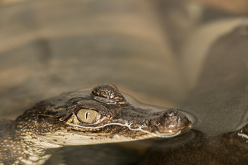 Cocodrilo asomando 