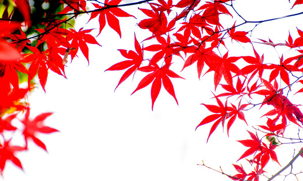 Red maple leaves on autumn season isolated on white background in Japan
