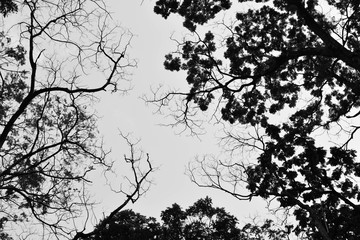 beautiful tree branch - monochrome