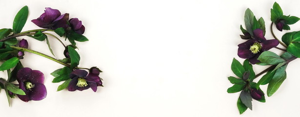 Flowers background banner . Purple flowers Helleborus on light beige background. Top view. Copy space. 