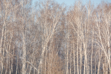 Trees in the winter forest. The dark landscape. Winter in Russia.