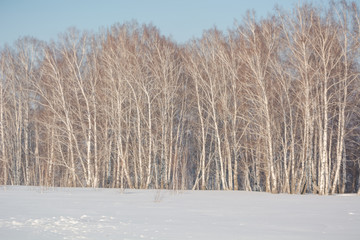 Trees in the winter forest. The dark landscape. Winter in Russia.
