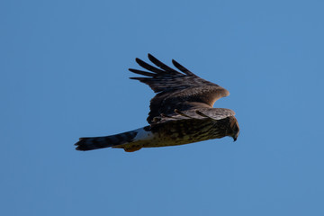 Extremely close view of a hen harrier gliding while hunting, seen in the wild in North California