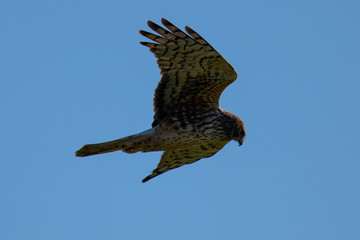 Extremely close view of a hen harrier gliding while hunting, seen in the wild in North California