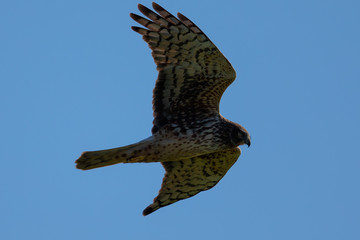 Extremely close view of a hen harrier gliding while hunting, seen in the wild in North California