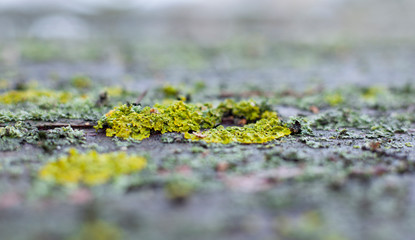 Texture on a wet tree with moss in early spring on a birch tree