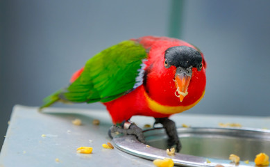 parrot