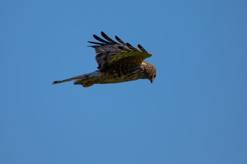 Extremely close view of a hen harrier gliding while hunting, seen in the wild in North California