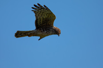 Extremely close view of a hen harrier gliding while hunting, seen in the wild in North California