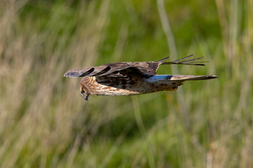 Extremely close view of a hen harrier gliding over a marsh while hunting, seen in the wild in North California