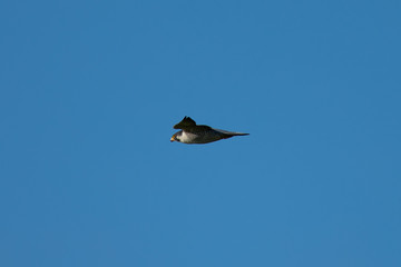 Close view of a Peregrine Falcon flying, seen in the wild near the San Francisco Bay