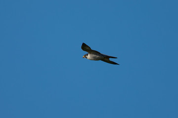 Close view of a Peregrine Falcon flying, seen in the wild near the San Francisco Bay