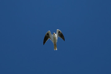 The very beautiful shape of a white-tailed kite flying in the wild