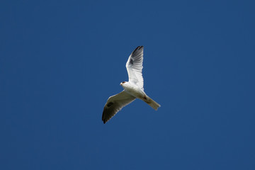 The very beautiful shape of a white-tailed kite flying in the wild