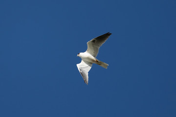The very beautiful shape of a white-tailed kite flying in the wild