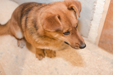 Red dog sitting in sawdust. Pet. The dog is indoors. Red wool. Black dog nose.