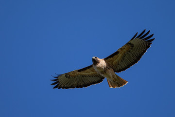 Very close view of a red-tailed hawk flying, seen in the wild in North California