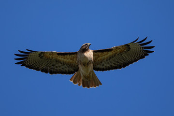Very close view of a red-tailed hawk flying, seen in the wild in North California
