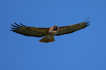 Very close view of a red-tailed hawk flying, seen in the wild in North California