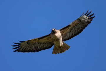 Very close view of a red-tailed hawk flying, seen in the wild in North California