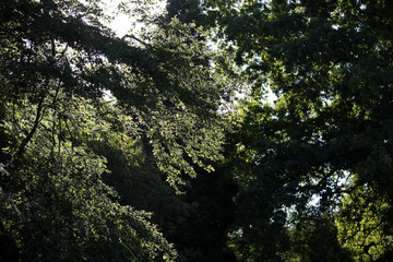 Tree and branches in forest 