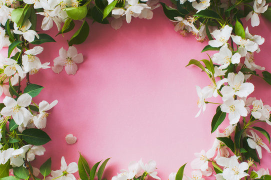 Beautiful apple blossom layout on pink background. Copy space.
