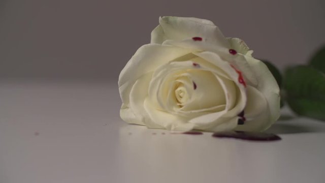 Close up of white rose with blood pouring down. Studio super slow motion