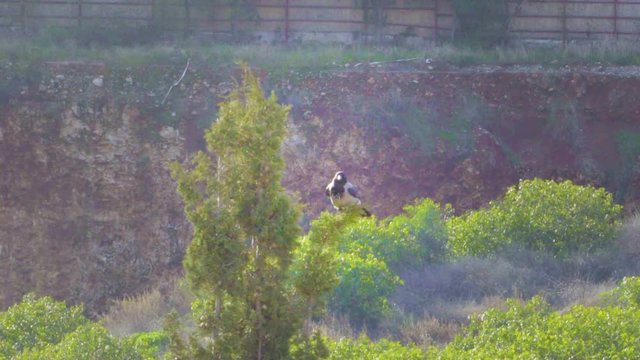 A crow is looking around on top of a tree.