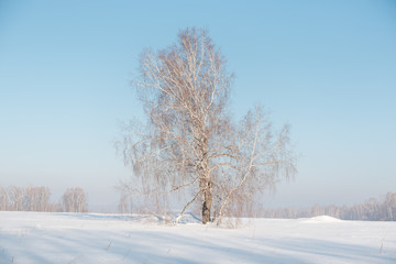 Birch forest in winter. Birch in the snow. Winter forest. Siberian forest.