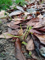 กำลังงอก