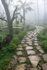 Wet path in the garden or forest with mist