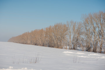 Winter forest. Field and forest under the snow. Winter in Siberia. Lots of snow in winter in the forest.
